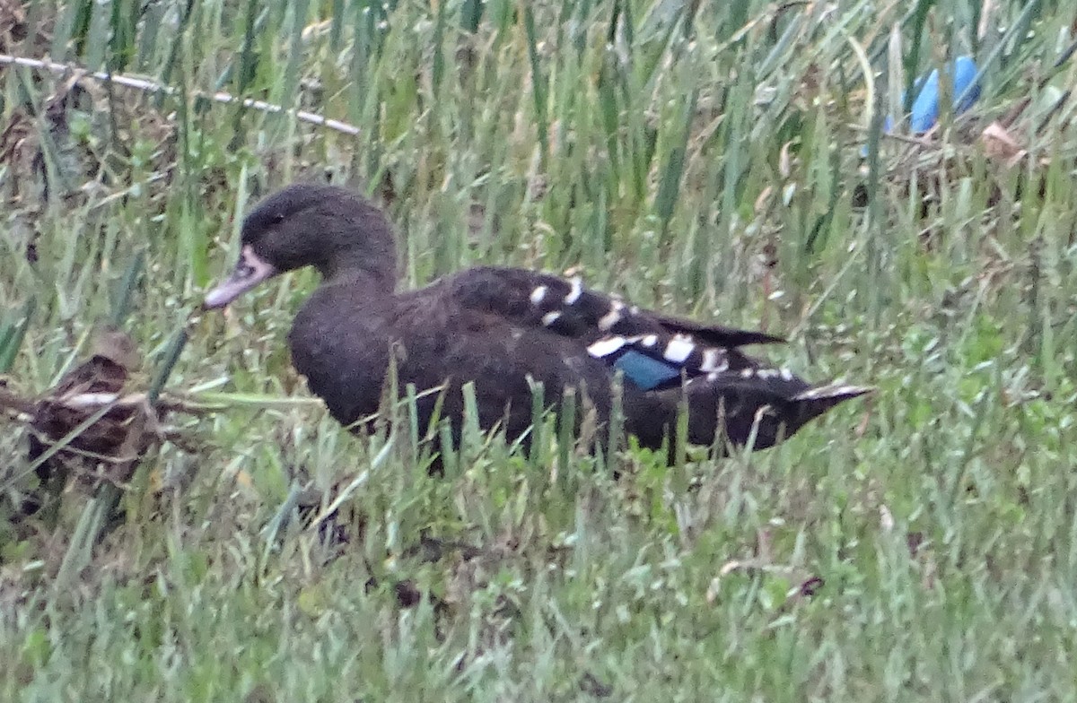 African Black Duck - ML314355891
