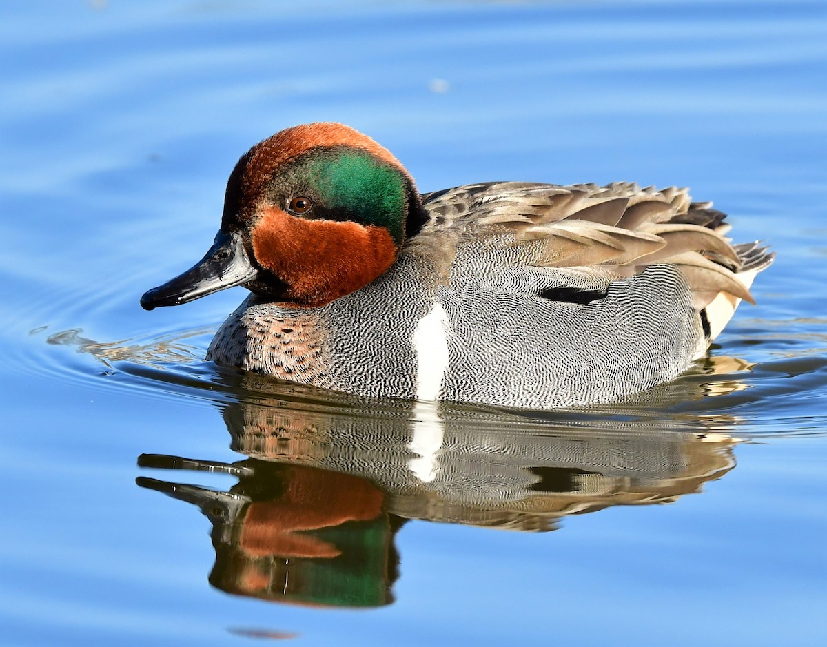 Green-winged Teal - ML314358091