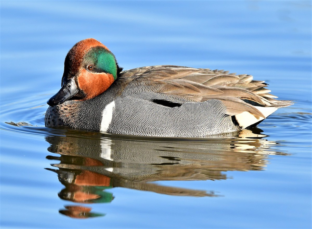 Green-winged Teal - ML314358131