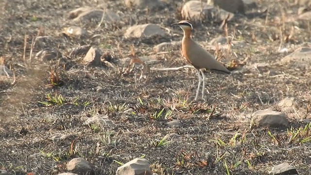 Indian Courser - ML314360921