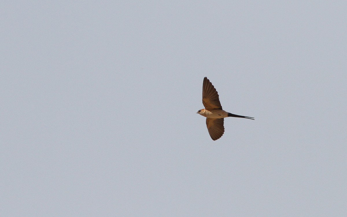 Red-rumped Swallow (Red-rumped) - ML314361711
