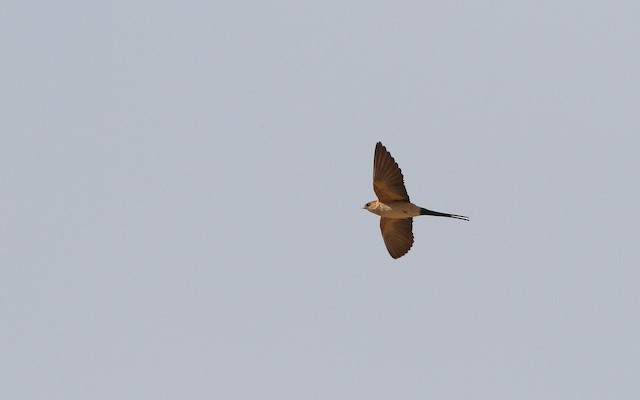 Red-rumped Swallow (Red-rumped)