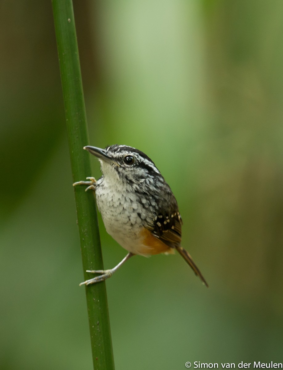 Guianan Warbling-Antbird - Simon van der Meulen