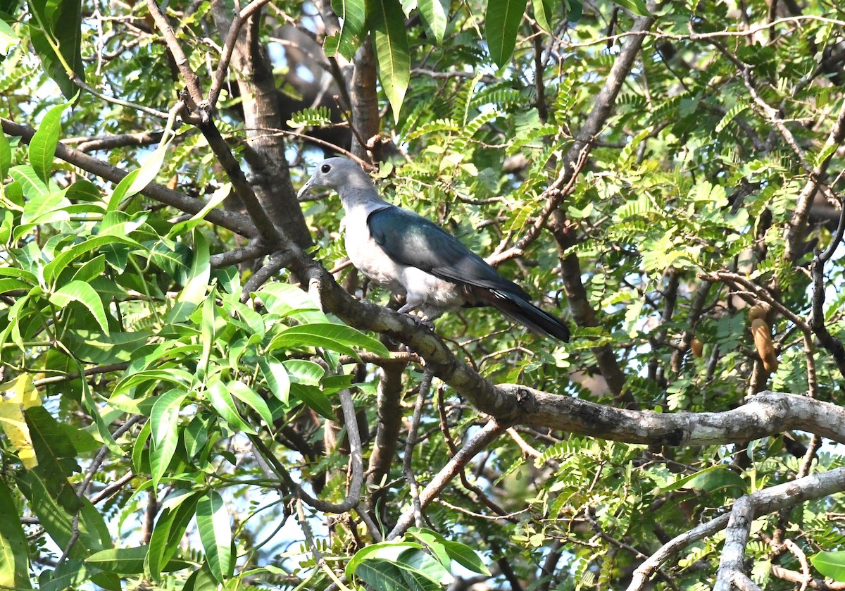 Green Imperial-Pigeon - mathew thekkethala
