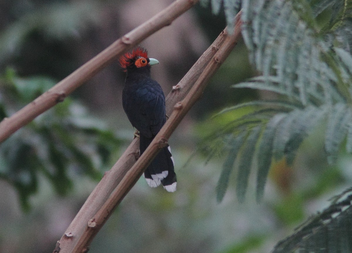 Red-crested Malkoha - ML314365321