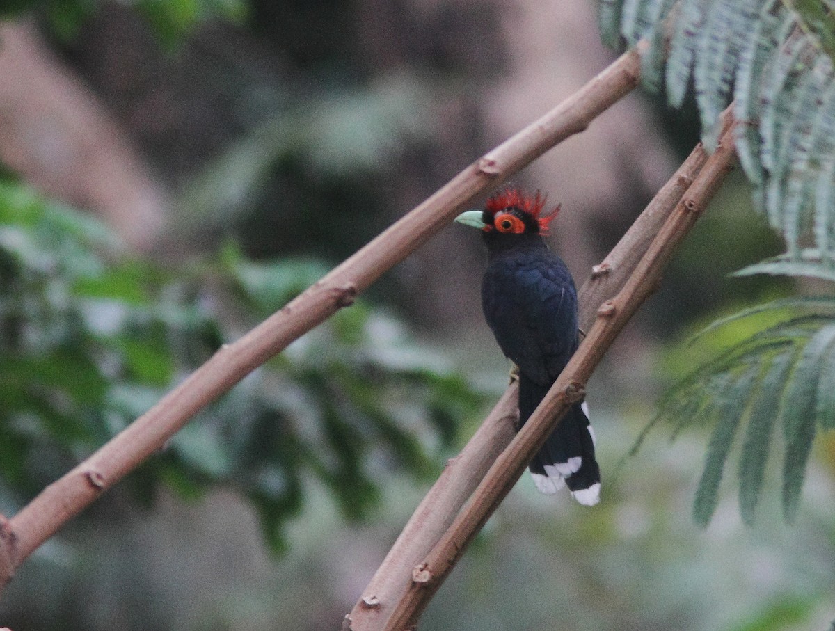 Red-crested Malkoha - ML314365331
