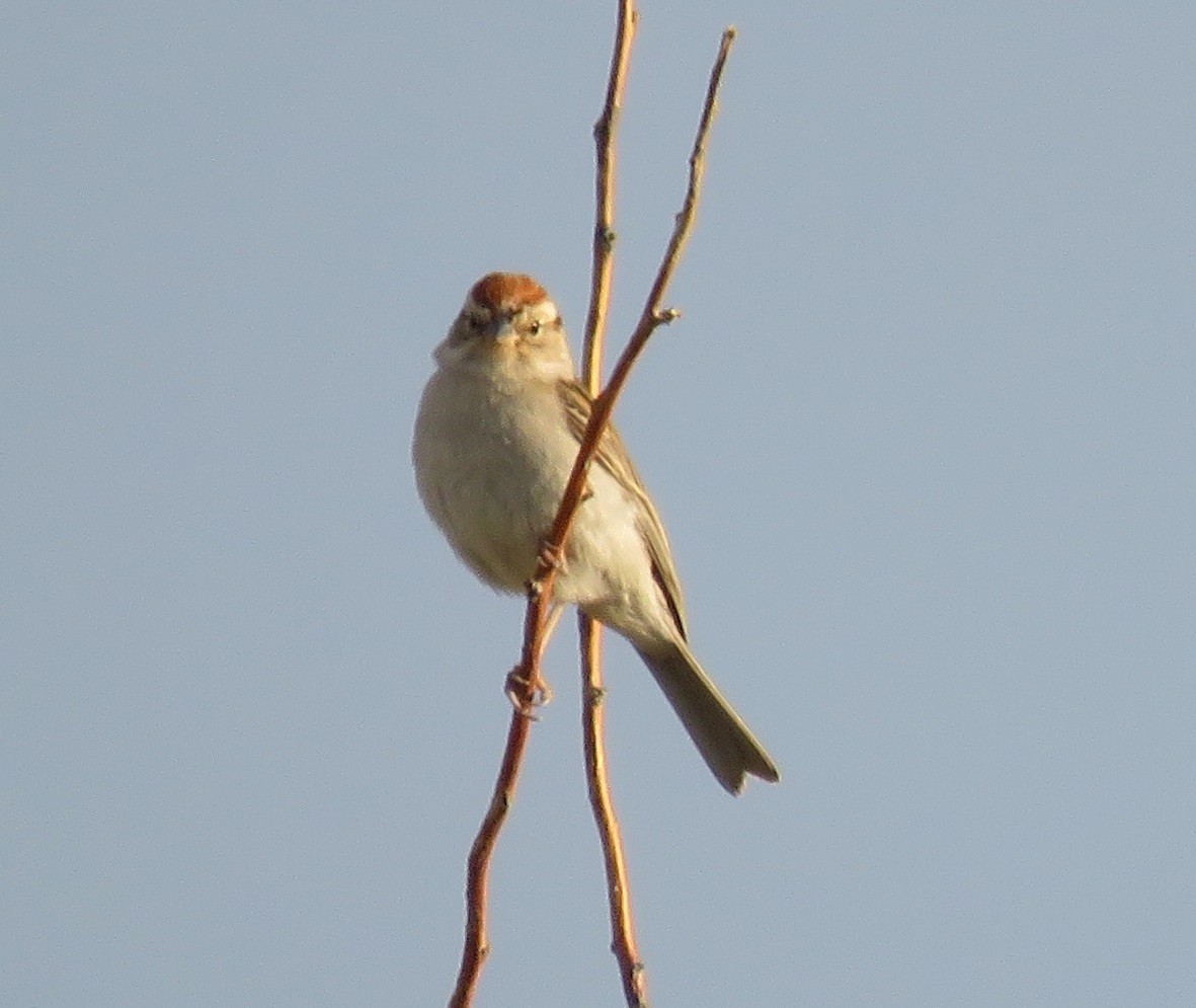 Chipping Sparrow - ML31436791