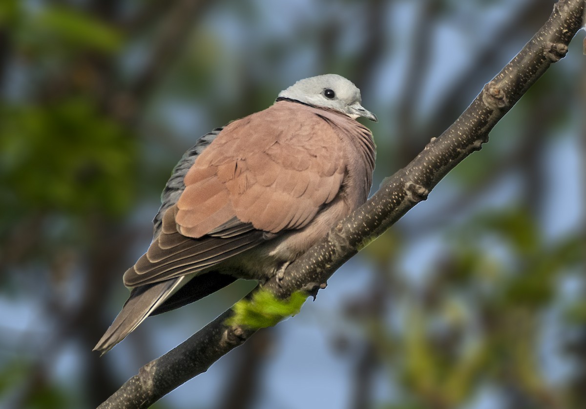 Red Collared-Dove - ML314368221