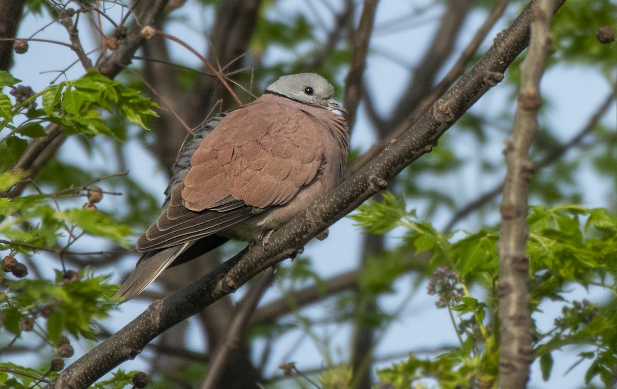 Red Collared-Dove - ML314368241