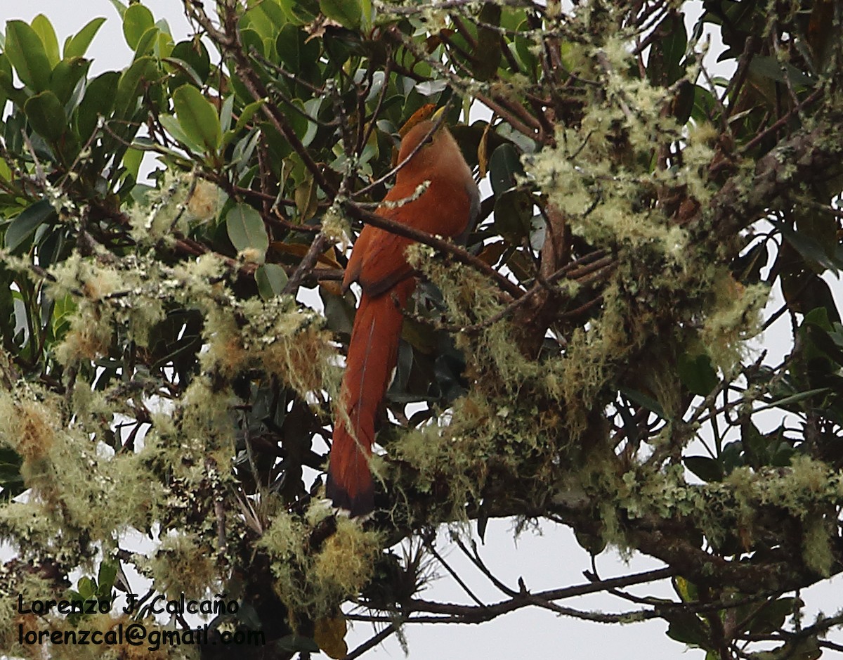 Squirrel Cuckoo - Lorenzo Calcaño