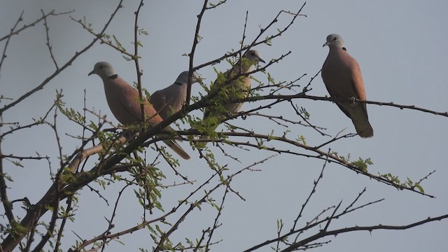 Red Collared-Dove - ML314373031
