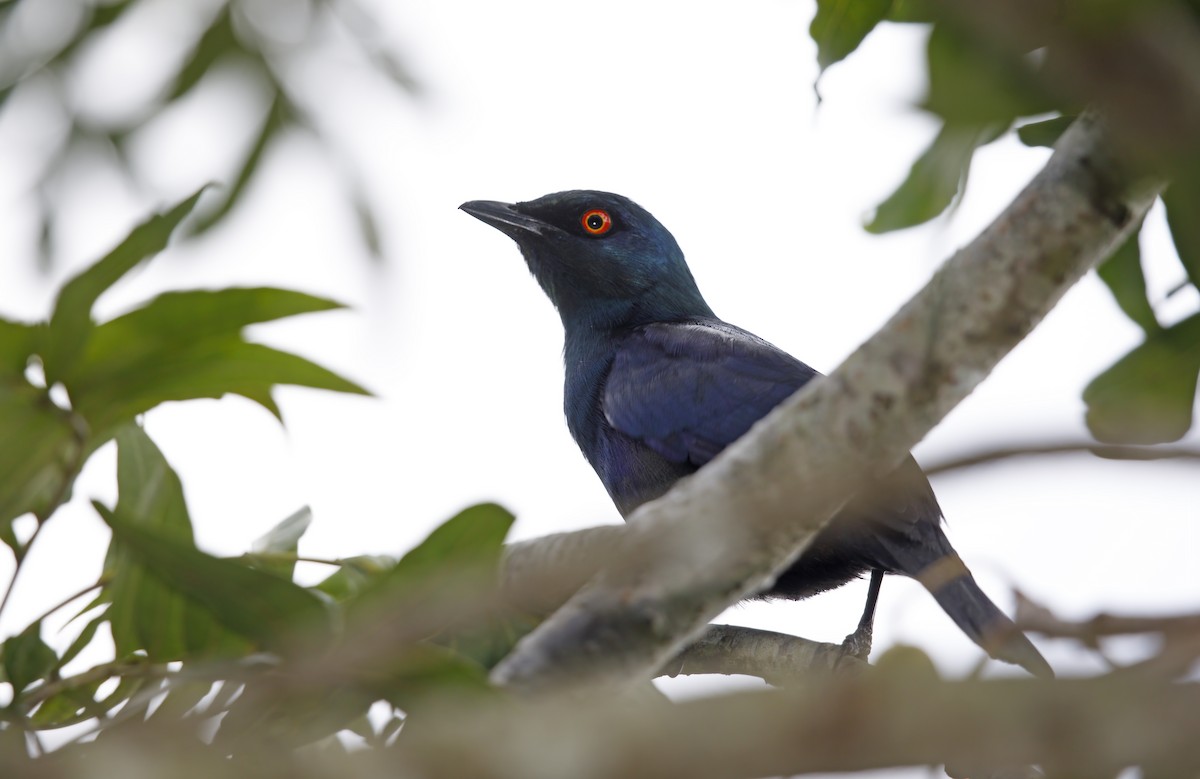 Black-bellied Starling - Marco Valentini