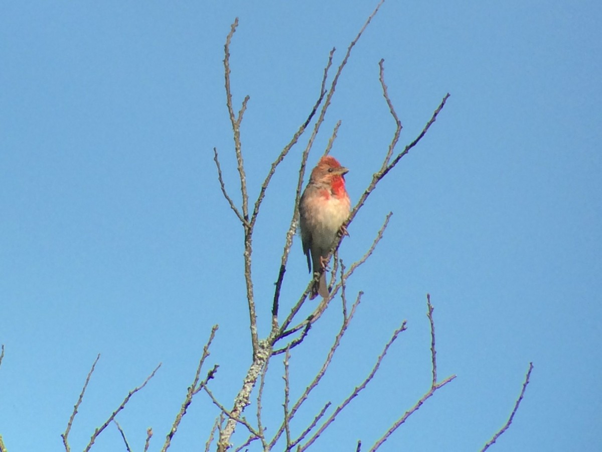 Common Rosefinch - Mike Youdale