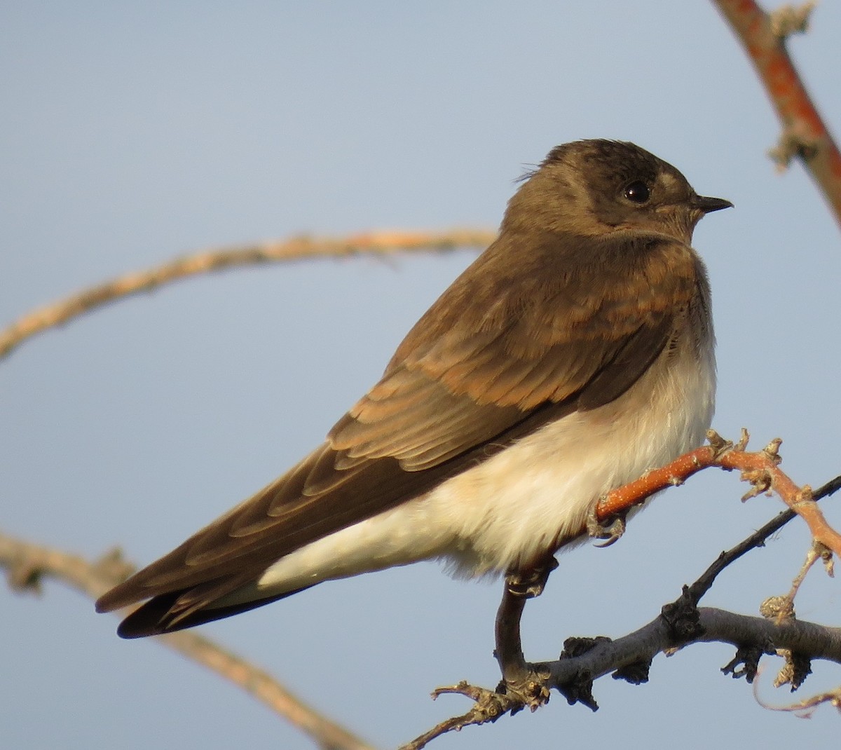 Northern Rough-winged Swallow - Jan Thom