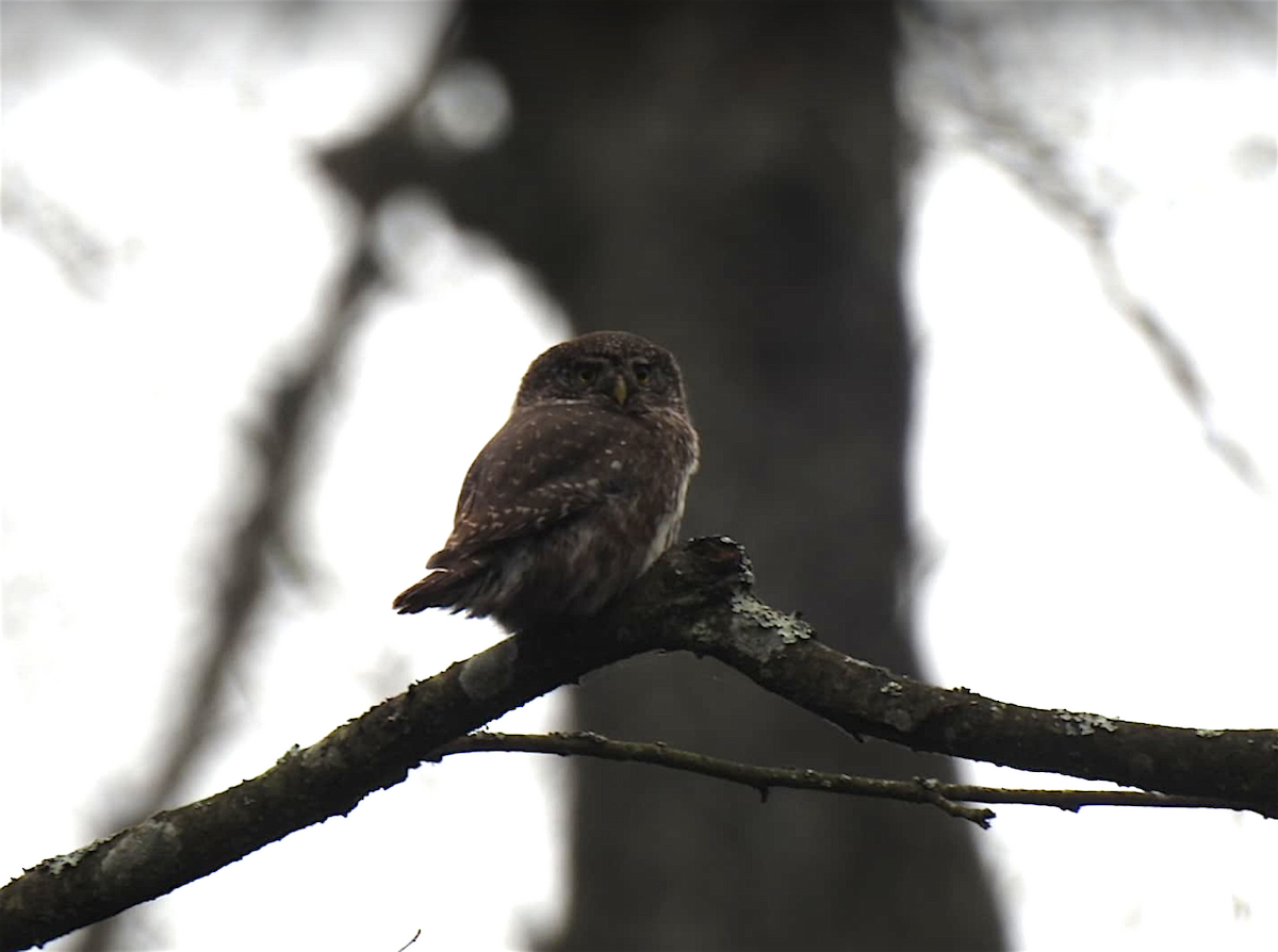 Eurasian Pygmy-Owl - Antoni Ostoja-Lniski