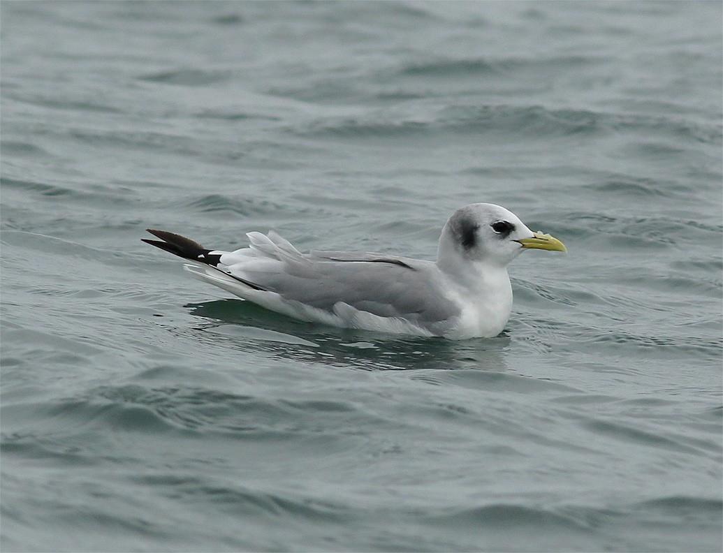 Mouette tridactyle - ML314384151