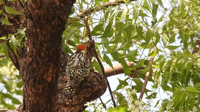 Yellow-crowned Woodpecker - ML314387211