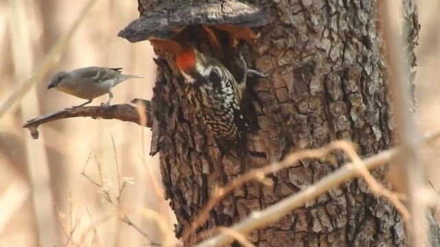 Yellow-crowned Woodpecker - ML314387521