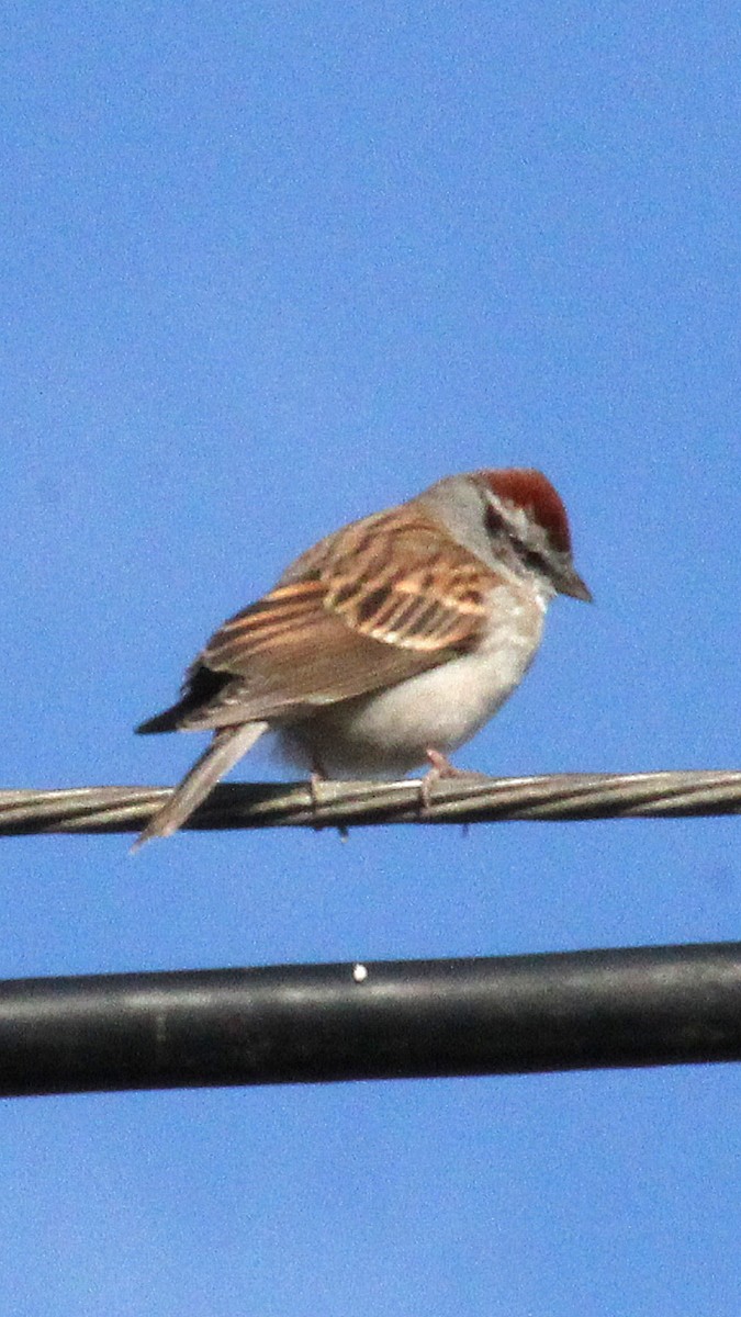 Chipping Sparrow - Jeremy Dotson