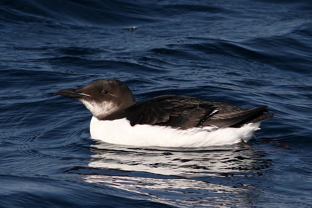 Thick-billed Murre - Peter Han