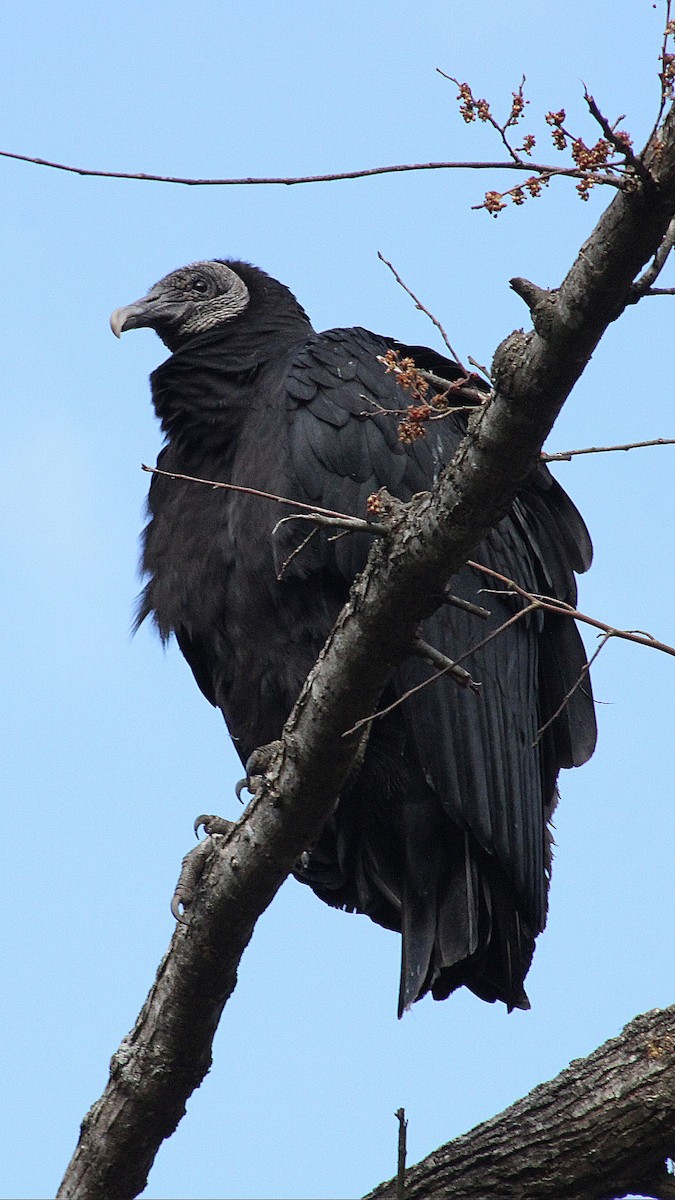 Black Vulture - ML314395151