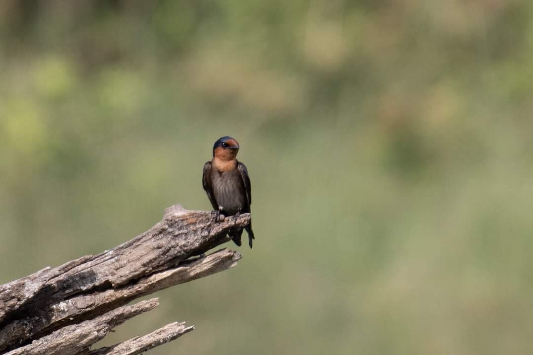 Pacific Swallow - ML314396181