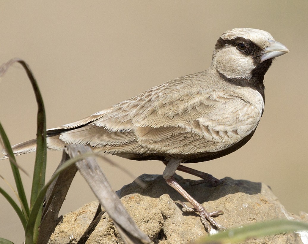 Ashy-crowned Sparrow-Lark - Suresh Sharma