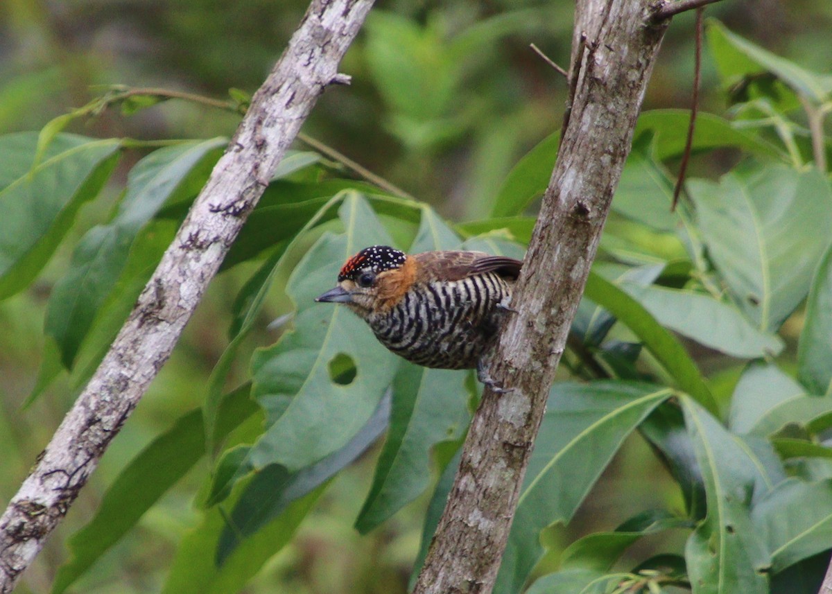 Ochre-collared Piculet - ML314396921