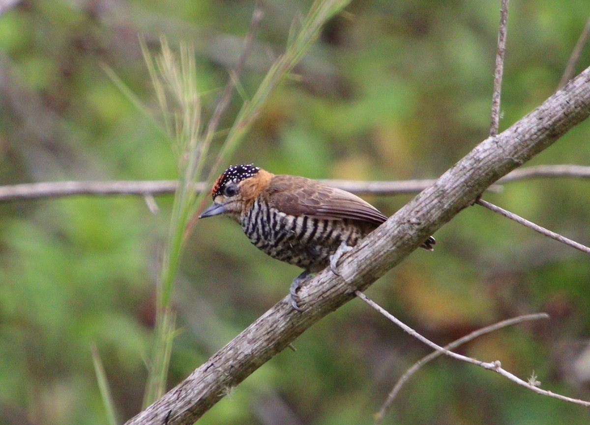 Ochre-collared Piculet - ML314396931