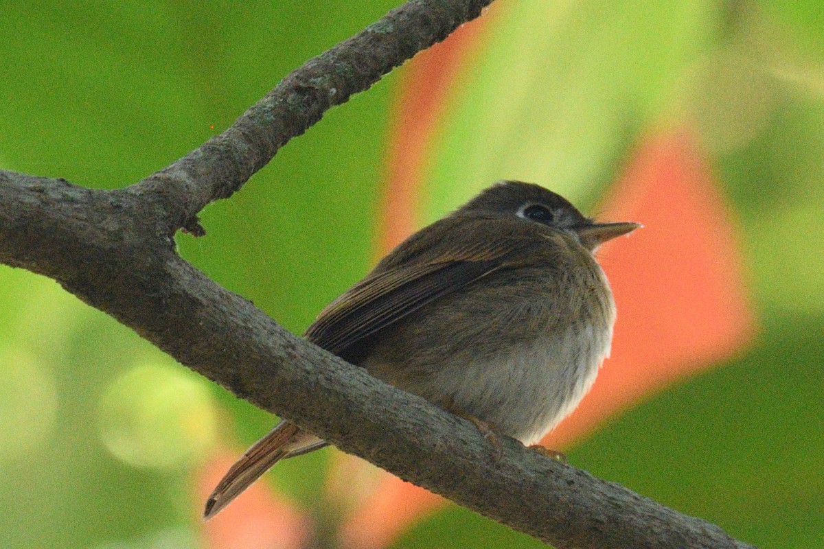 Brown-breasted Flycatcher - ML314399941