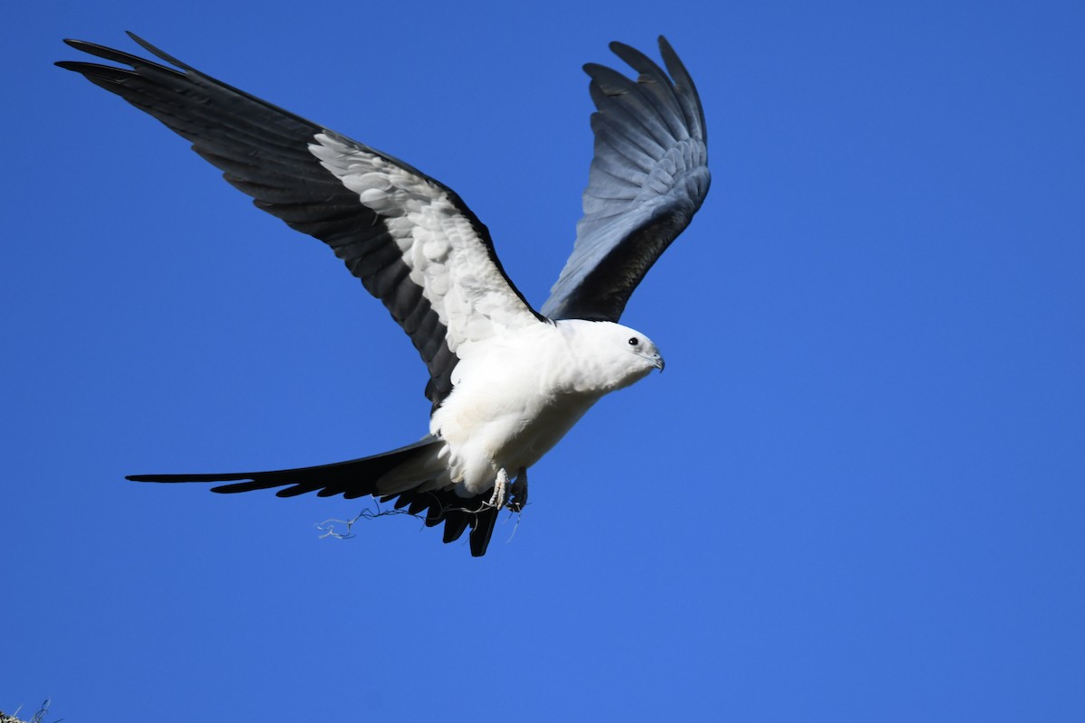 Swallow-tailed Kite - Etienne Pracht
