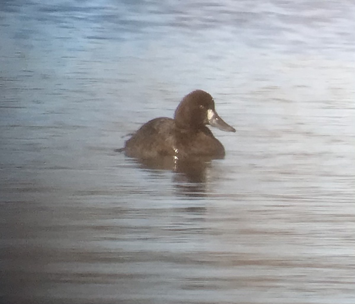Greater Scaup - ML314400481