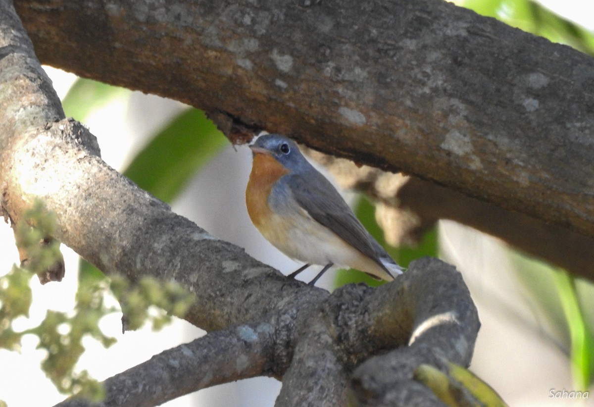 Red-breasted Flycatcher - ML314402721