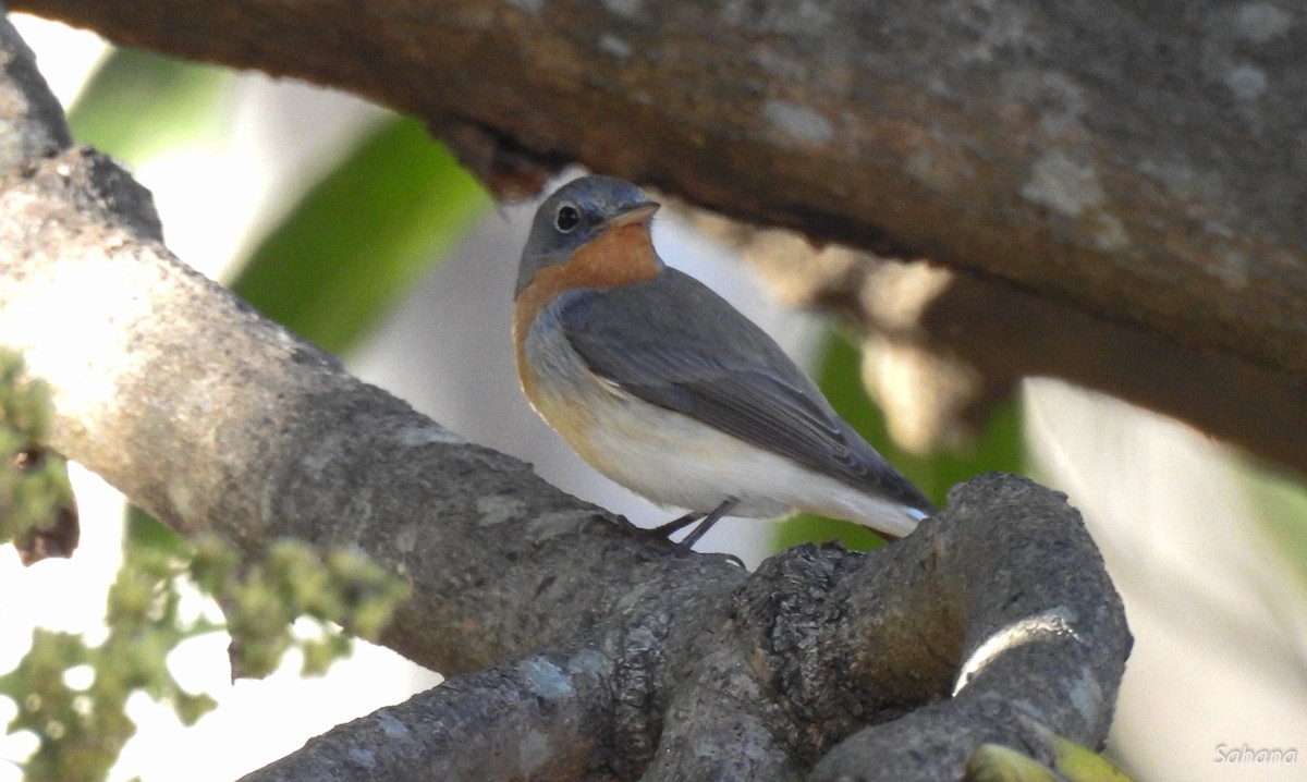 Red-breasted Flycatcher - ML314402831