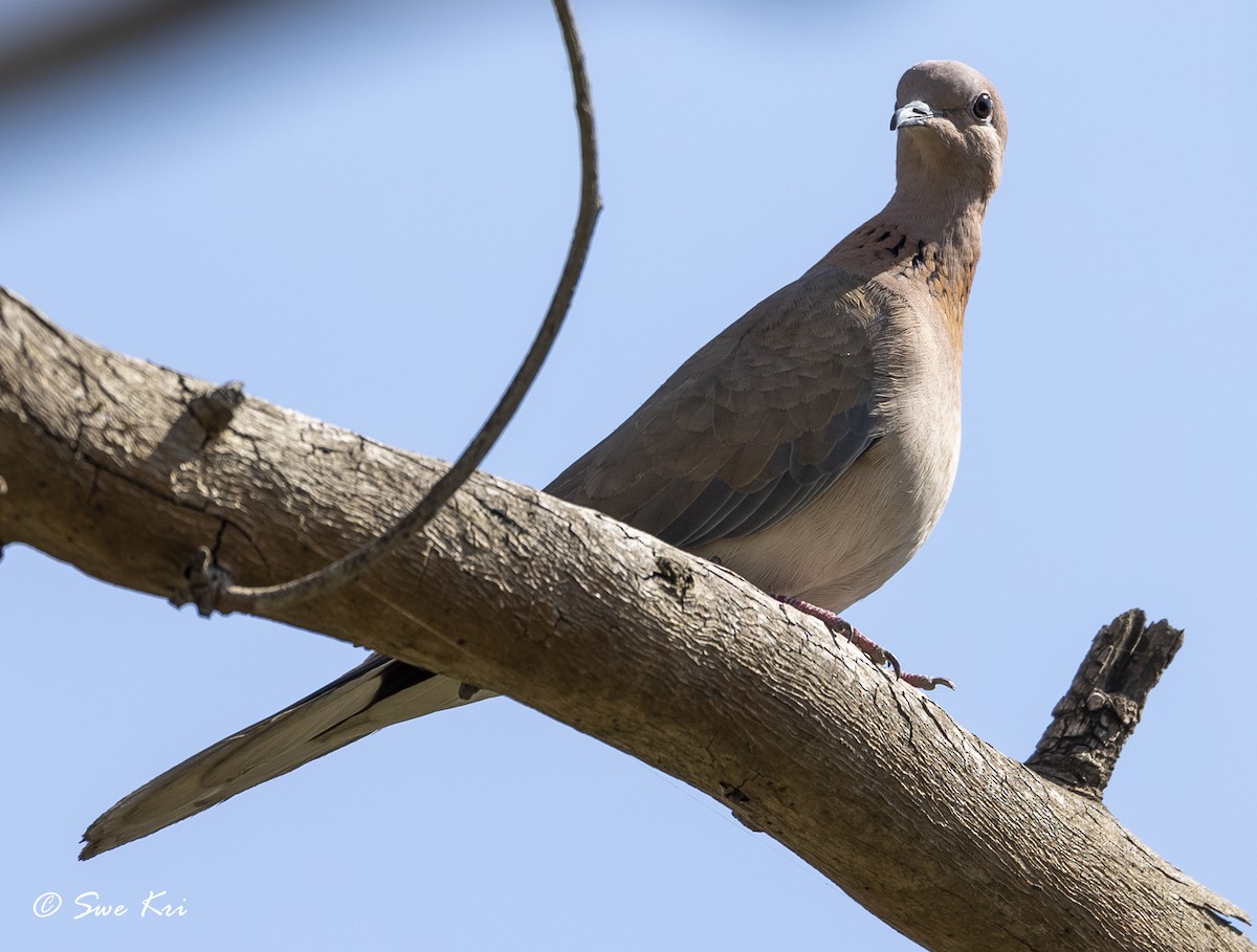 Laughing Dove - ML314409421