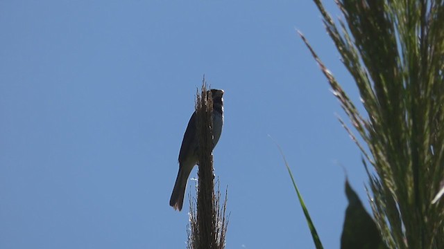 Double-collared Seedeater - ML314412511