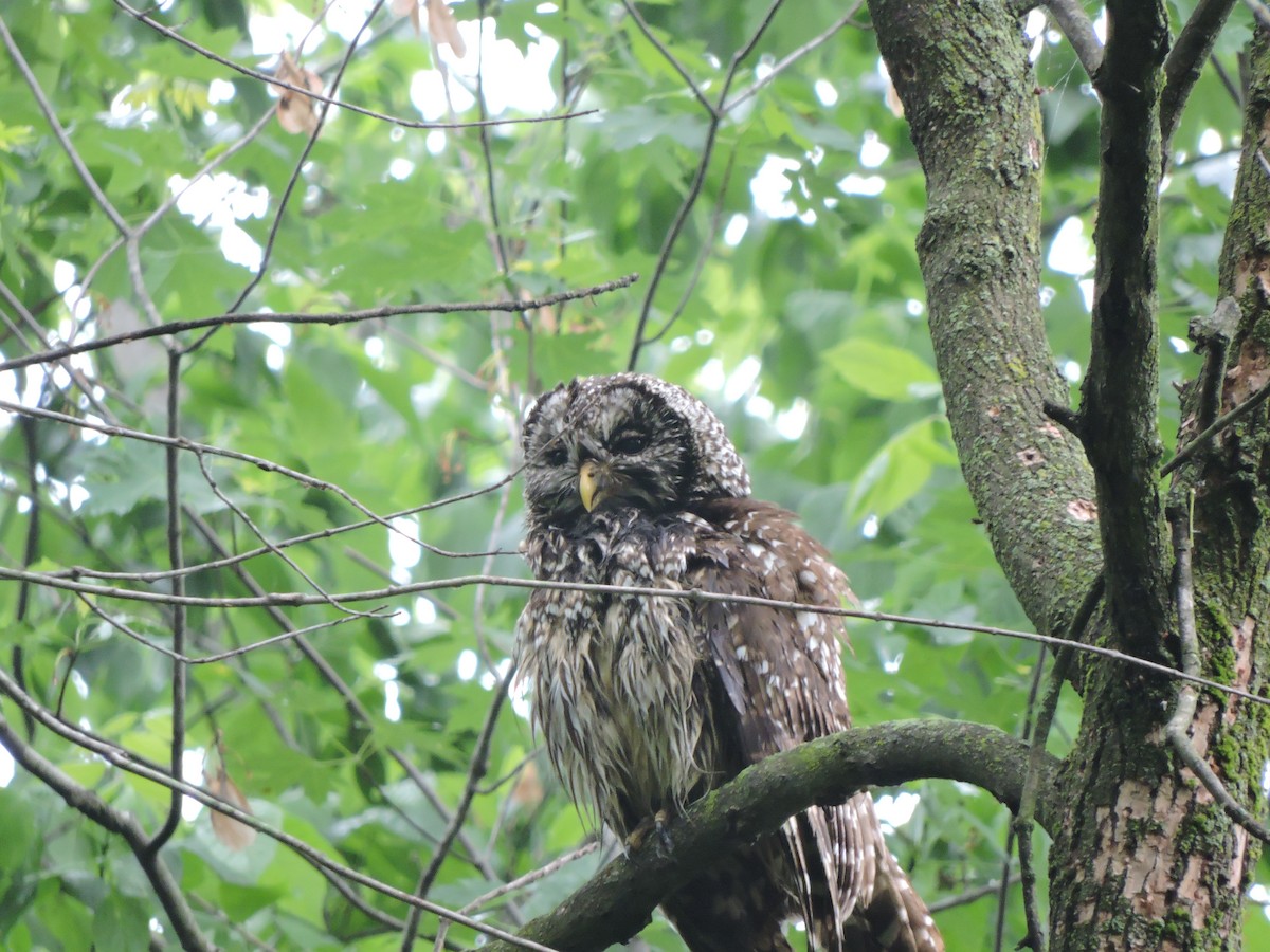 Barred Owl - ML314421941