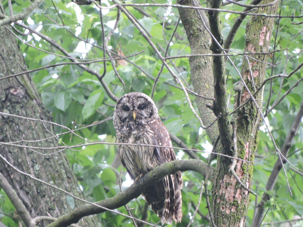 Barred Owl - ML314421981