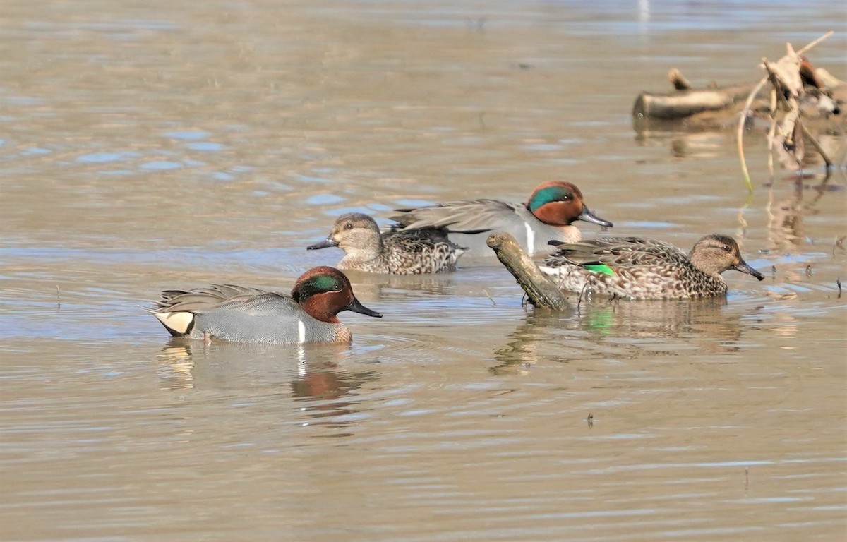 Green-winged Teal - ML314424711