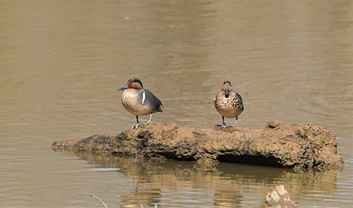 Green-winged Teal - ML314424721