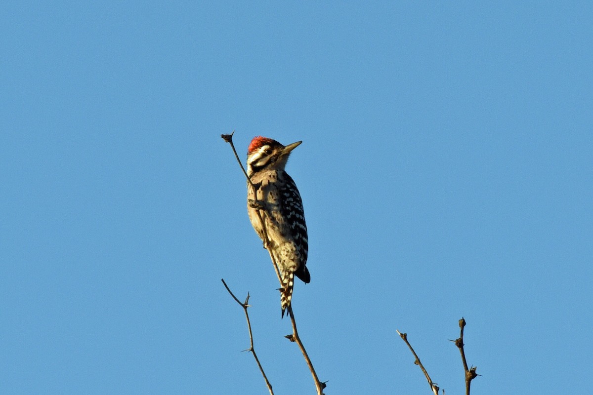 Ladder-backed Woodpecker - Rich Schwab