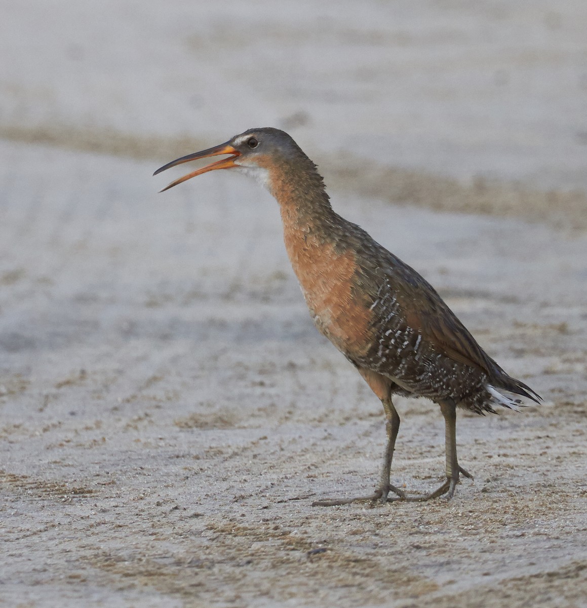 ML31442841 Clapper Rail Macaulay Library
