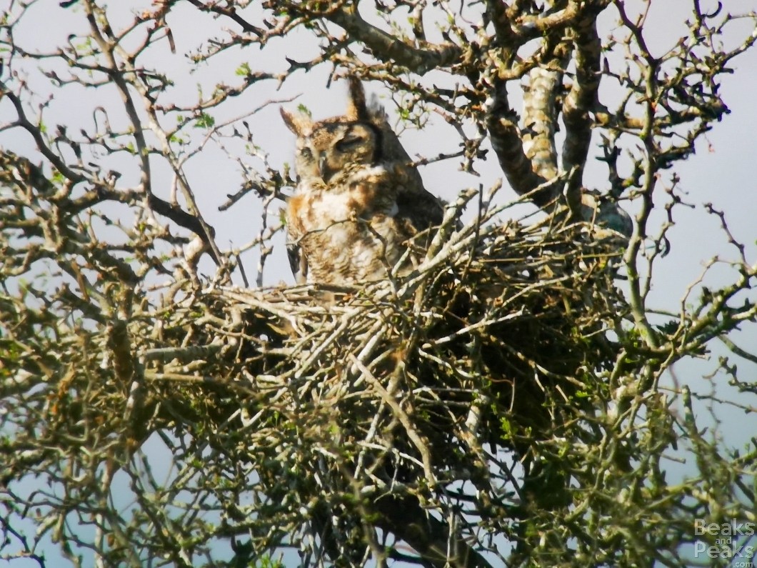 Great Horned Owl - Katinka Domen