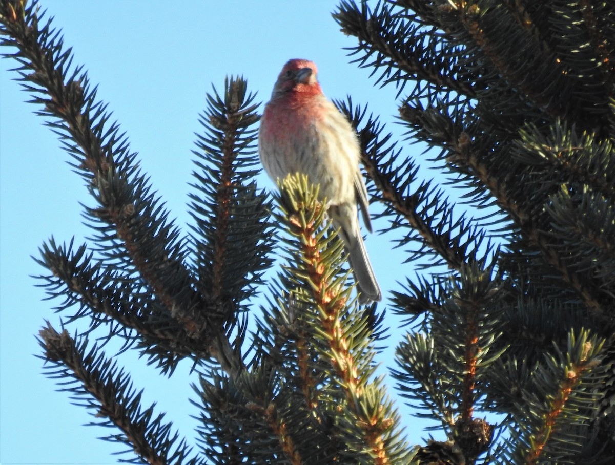House Finch - Bruce Hoover