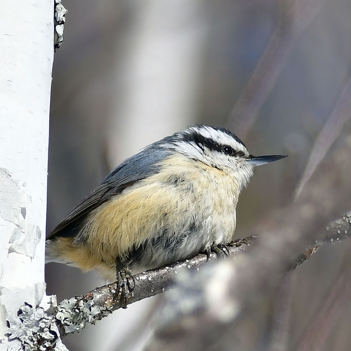 Red-breasted Nuthatch - ML314443001
