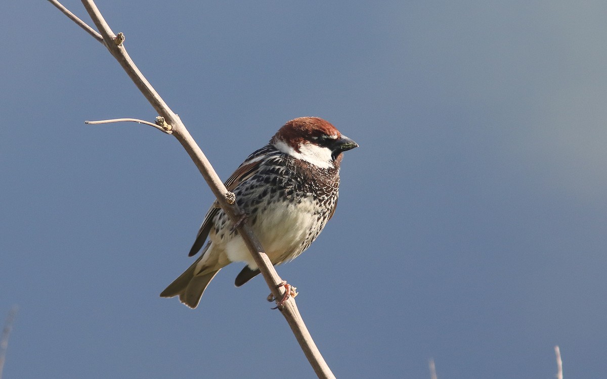 Spanish Sparrow - Uku Paal