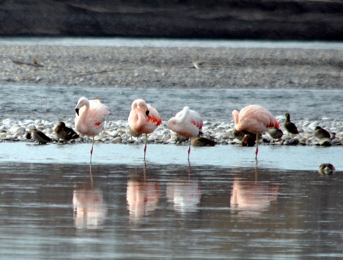 Chilean Flamingo - Julián Tocce