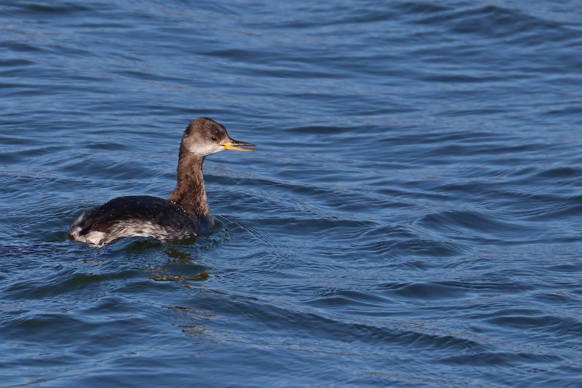 Red-necked Grebe - ML314449291