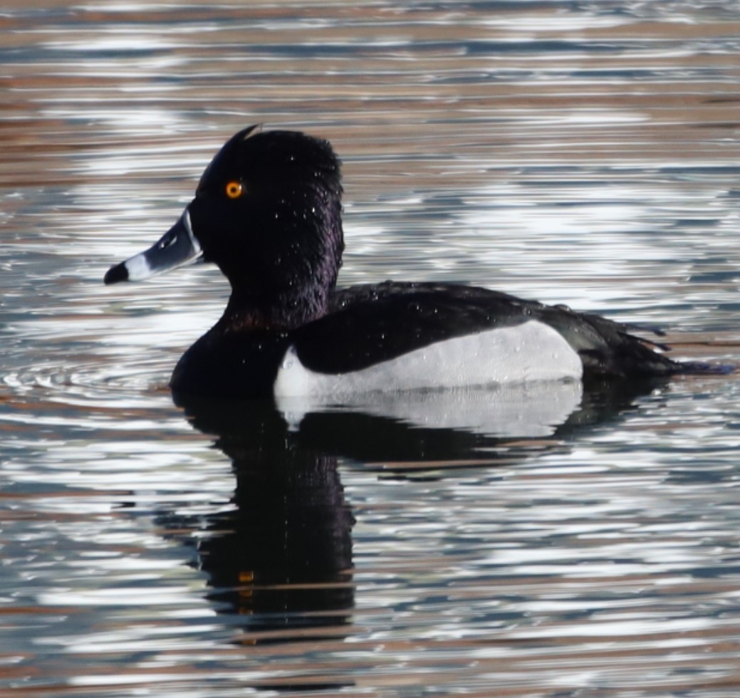 Ring-necked Duck - ML314452271
