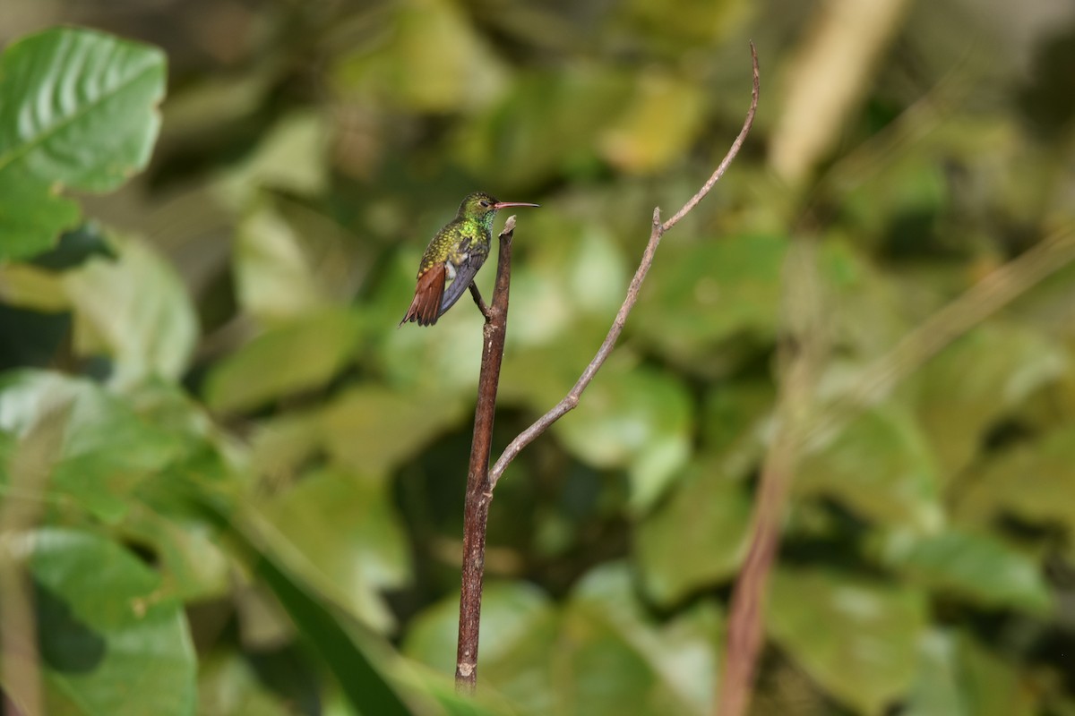 Rufous-tailed Hummingbird - Daniel Errichetti